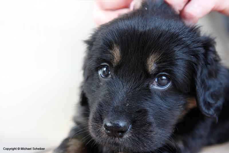 A-Wurf_5Woche_008