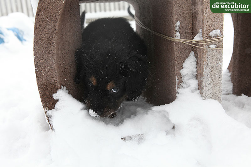 A-Wurf_7Woche_0080