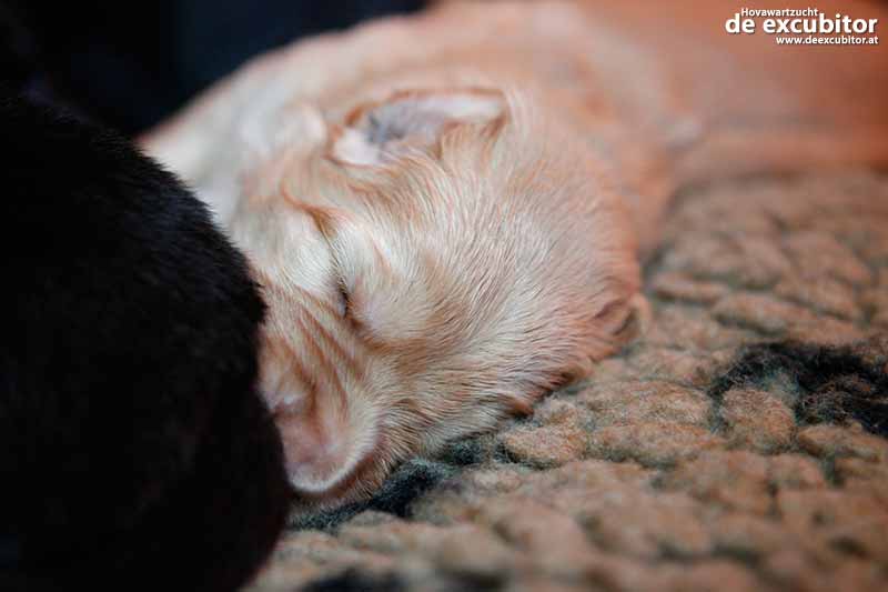 B-Wurf_Fotogalerie_3Woche_800x533_0014