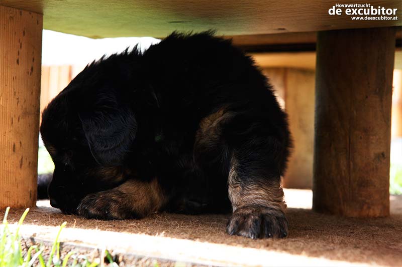 B-Wurf_Fotogalerie_5Woche_800x533_0018