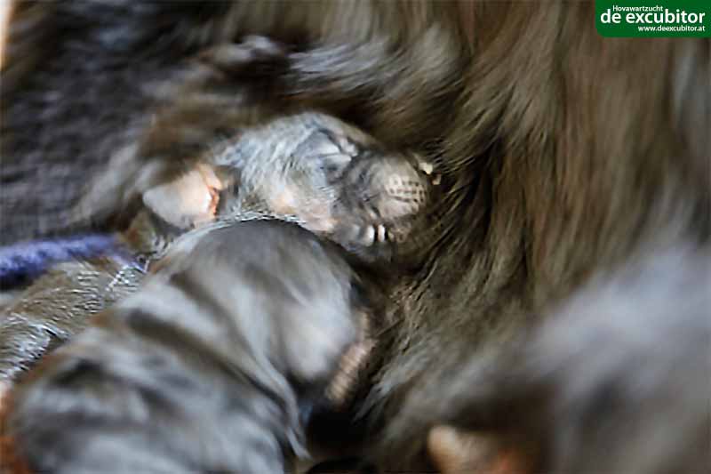 C-Wurf_Fotogalerie_1Woche_0005