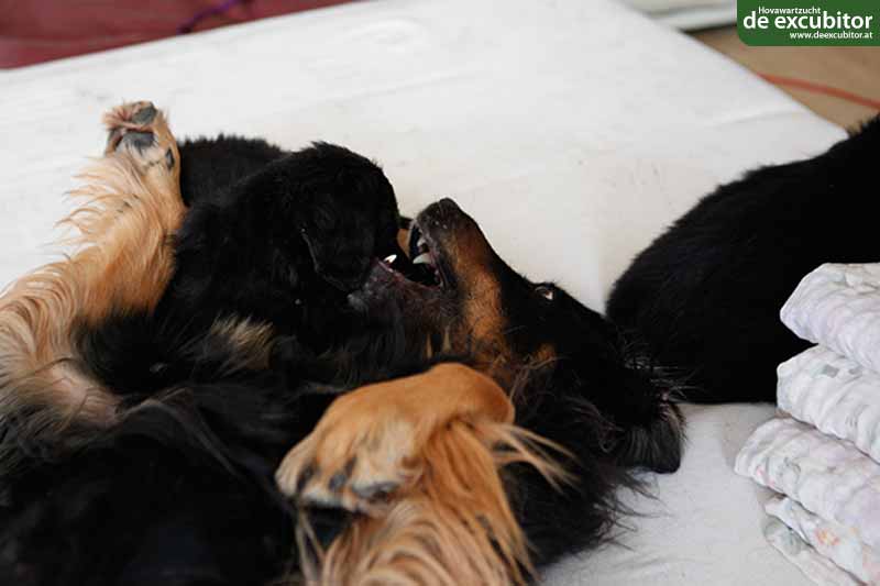 C-Wurf_Fotogalerie_8Woche_0010
