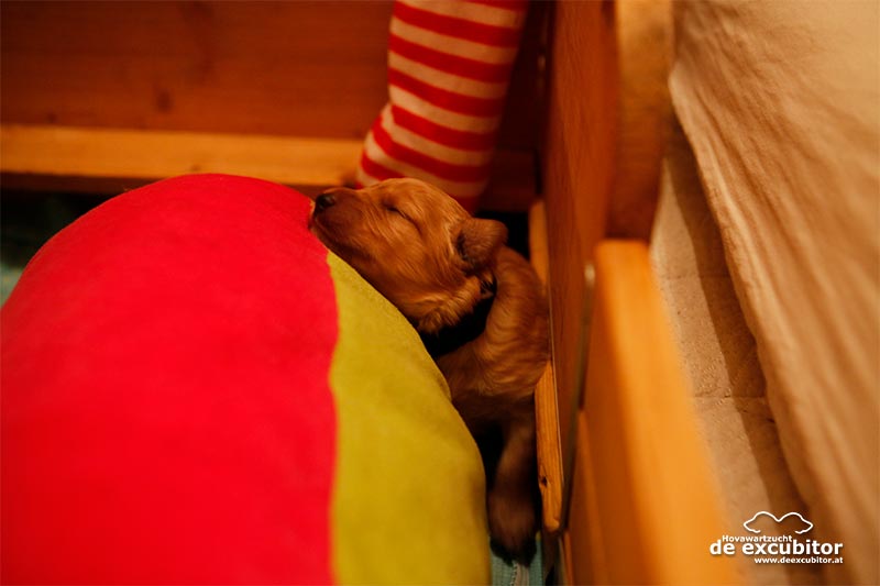 D-Wurf_Fotogalerie_2Woche_800x533_0090