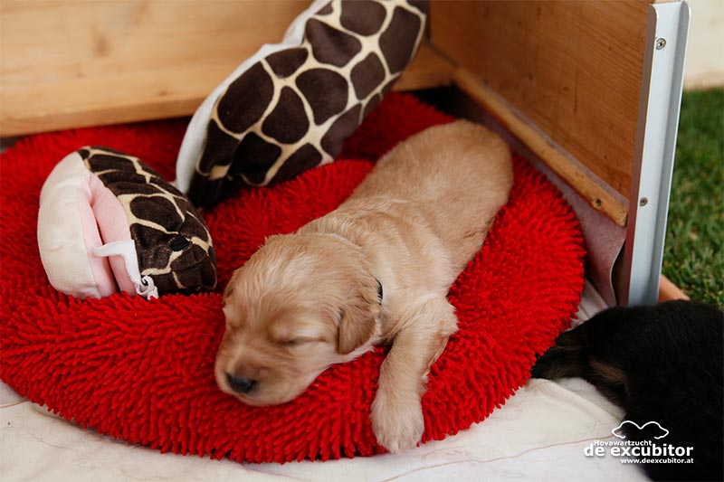 D-Wurf_Fotogalerie_2Woche_800x533_0140