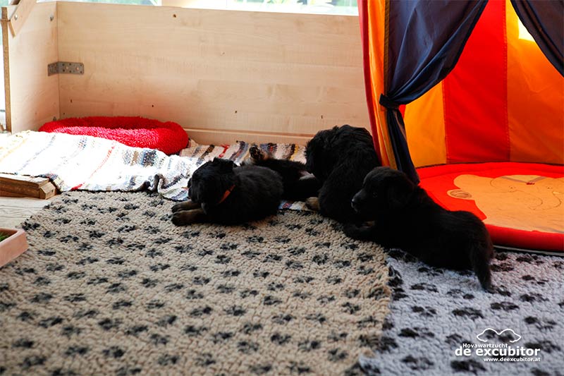 D-Wurf_Fotogalerie_6Woche_800x533_0079