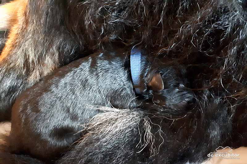 E-Wurf_1Woche_20180626_0004