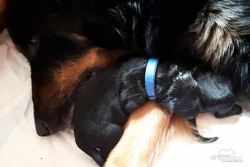 E-Wurf_1Woche_20180626_0008