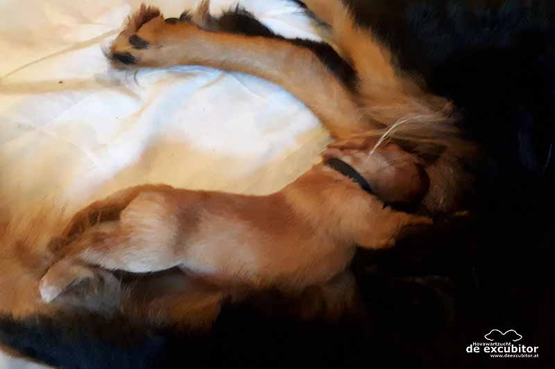 E-Wurf_2Woche_20180626_0006
