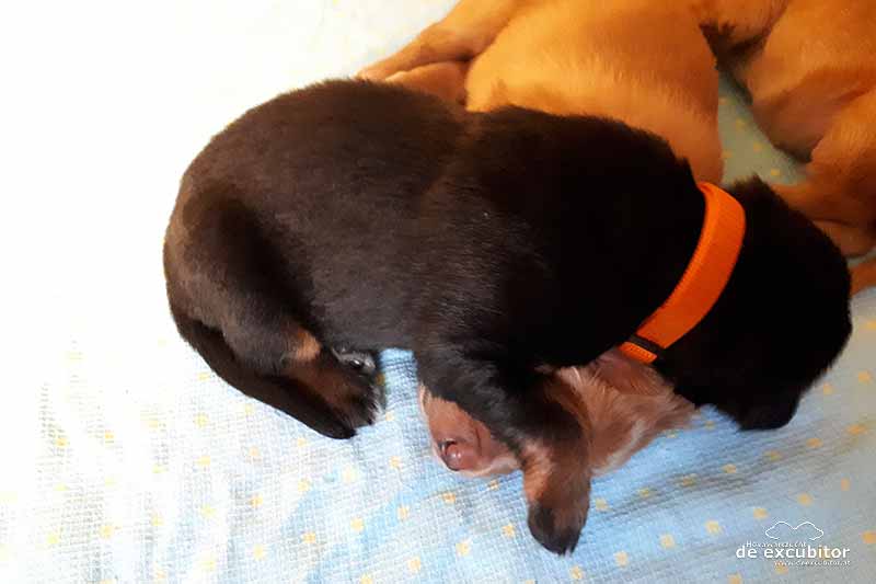 E-Wurf_2Woche_20180626_0026