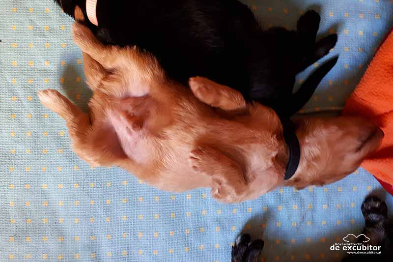 E-Wurf_2Woche_20180626_0027