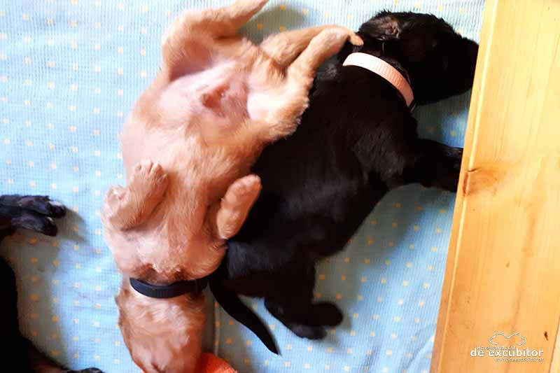 E-Wurf_2Woche_20180626_0028