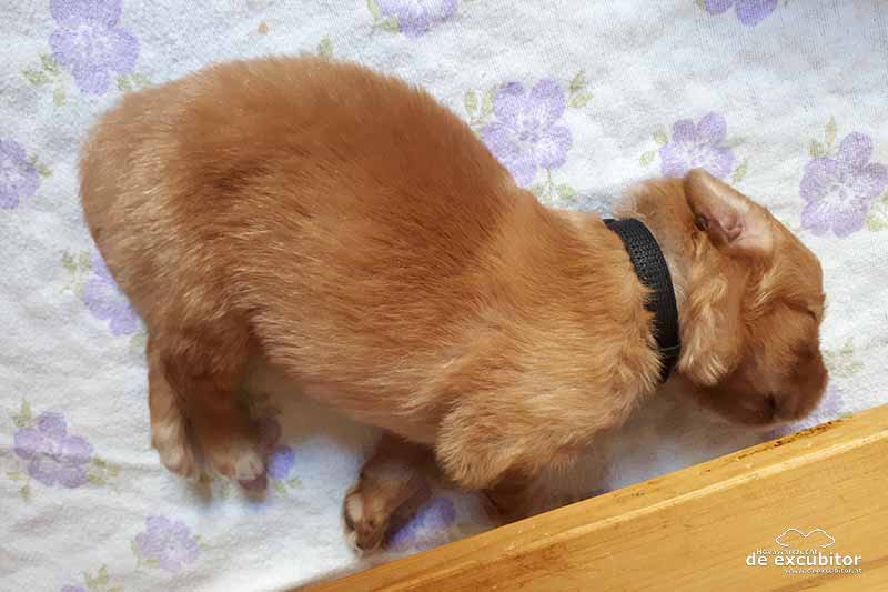 E-Wurf_2Woche_20180626_0035