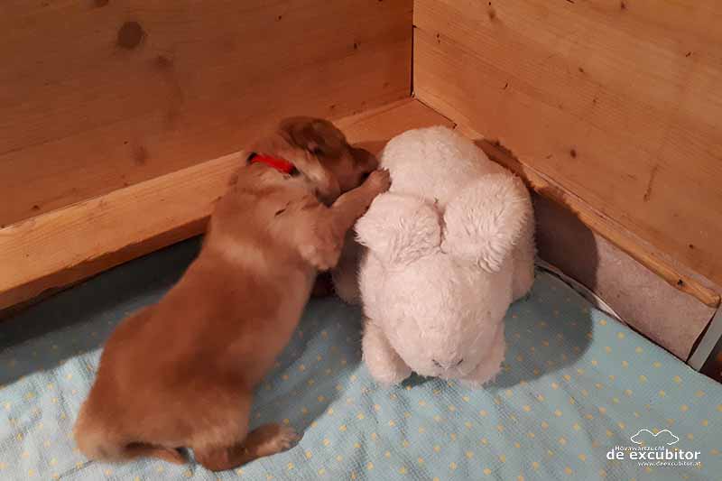 E-Wurf_3Woche_20180710_0041