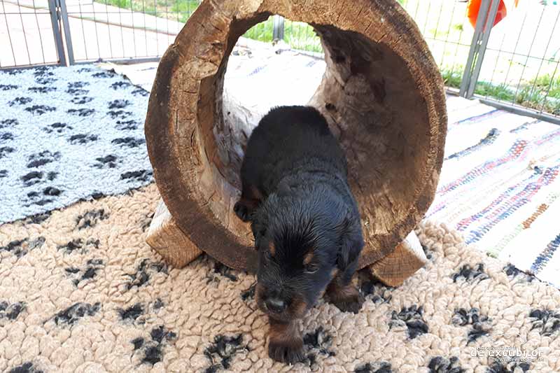 E-Wurf_4woche_20180715_0020