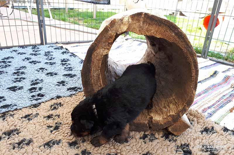 E-Wurf_4woche_20180715_0021