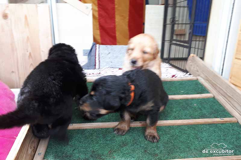 E-Wurf_4woche_20180716_0025