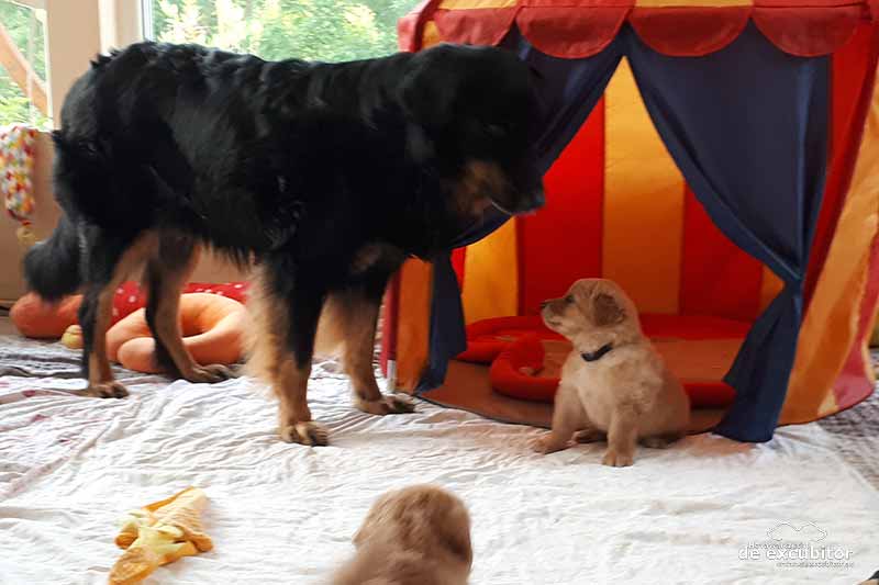 E-Wurf_5woche_20180722_0001