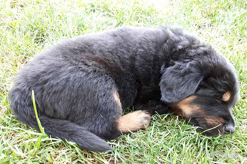 E-Wurf_5woche_20180727_0026
