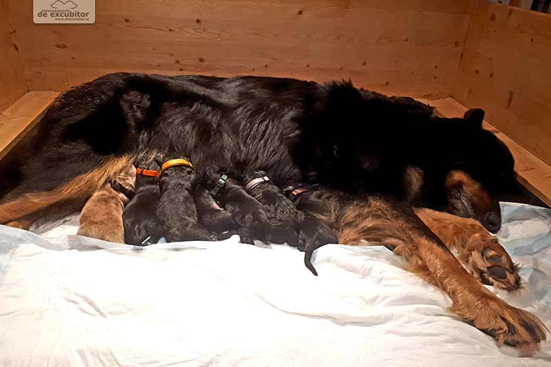 F-Wurf_Fotogalerie_1Woche_800x533_0001