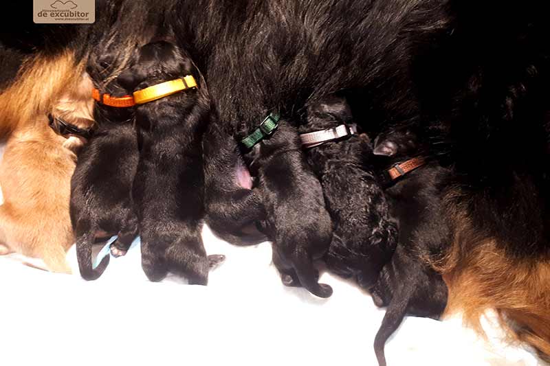 F-Wurf_Fotogalerie_1Woche_800x533_0002