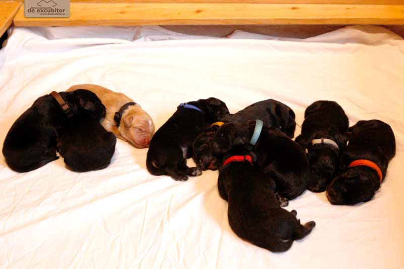 F-Wurf_Fotogalerie_1Woche_800x533_0003