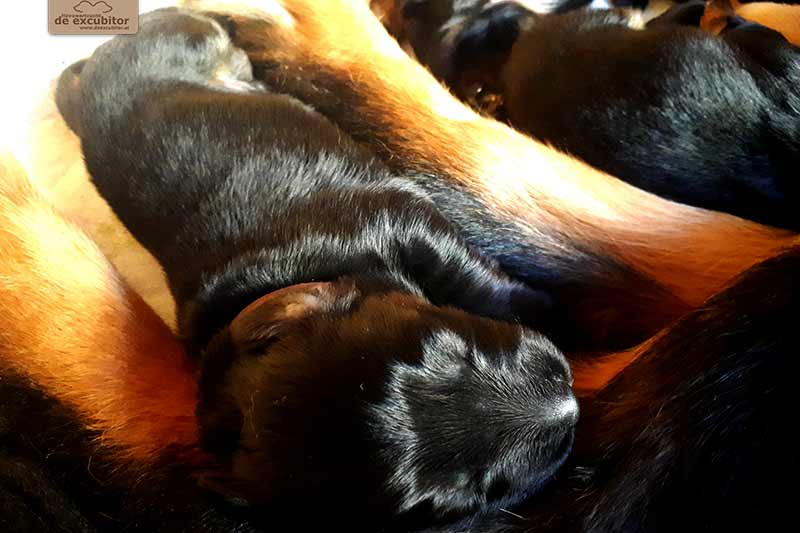 F-Wurf_Fotogalerie_1Woche_800x533_0004