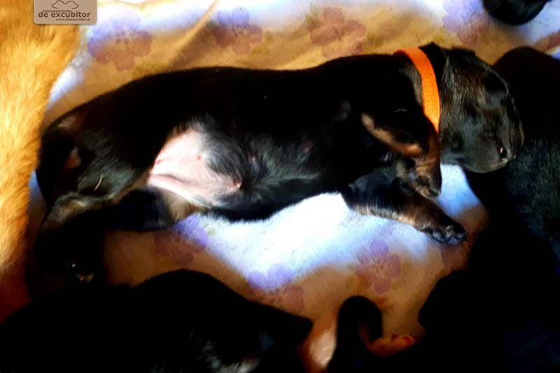 F-Wurf_Fotogalerie_1Woche_800x533_0005