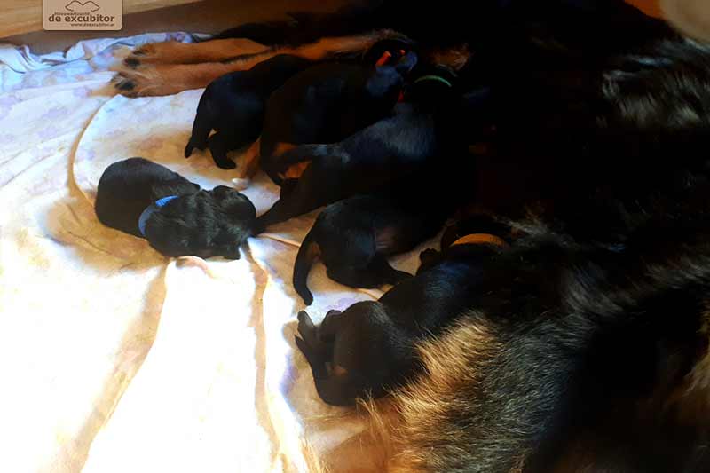 F-Wurf_Fotogalerie_1Woche_800x533_0006