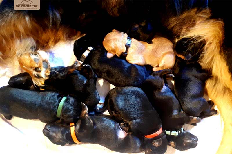 F-Wurf_Fotogalerie_1Woche_800x533_0007