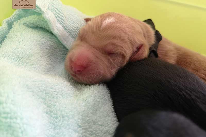 F-Wurf_Fotogalerie_1Woche_800x533_0009