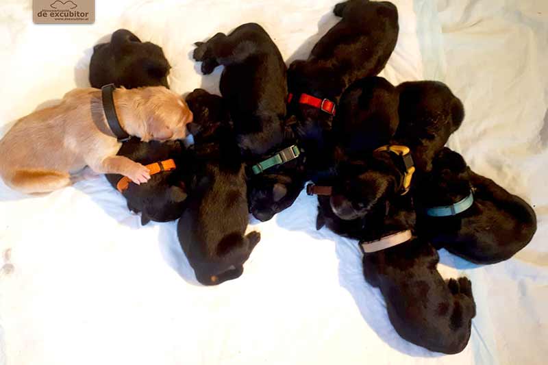 F-Wurf_Fotogalerie_1Woche_800x533_0010