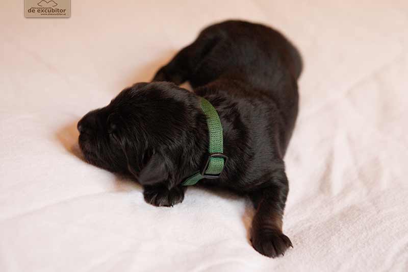 F-Wurf_Fotogalerie_1Woche_800x533_0011