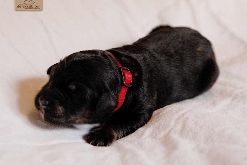 F-Wurf_Fotogalerie_1Woche_800x533_0012