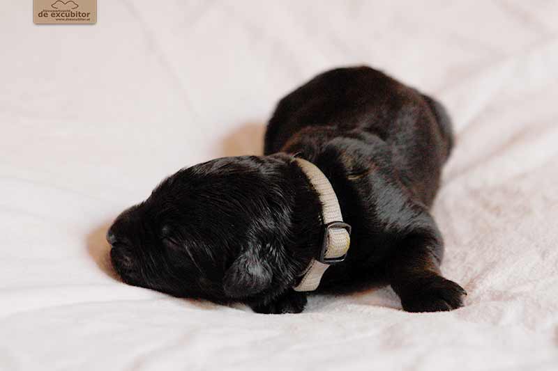 F-Wurf_Fotogalerie_1Woche_800x533_0013