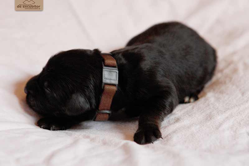 F-Wurf_Fotogalerie_1Woche_800x533_0014