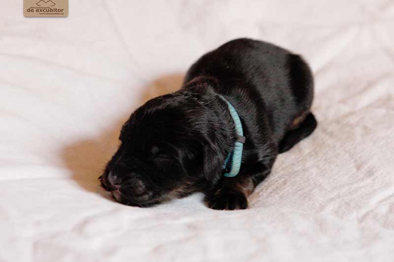 F-Wurf_Fotogalerie_1Woche_800x533_0015