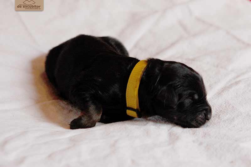 F-Wurf_Fotogalerie_1Woche_800x533_0016