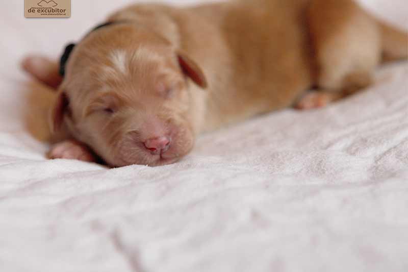 F-Wurf_Fotogalerie_1Woche_800x533_0017