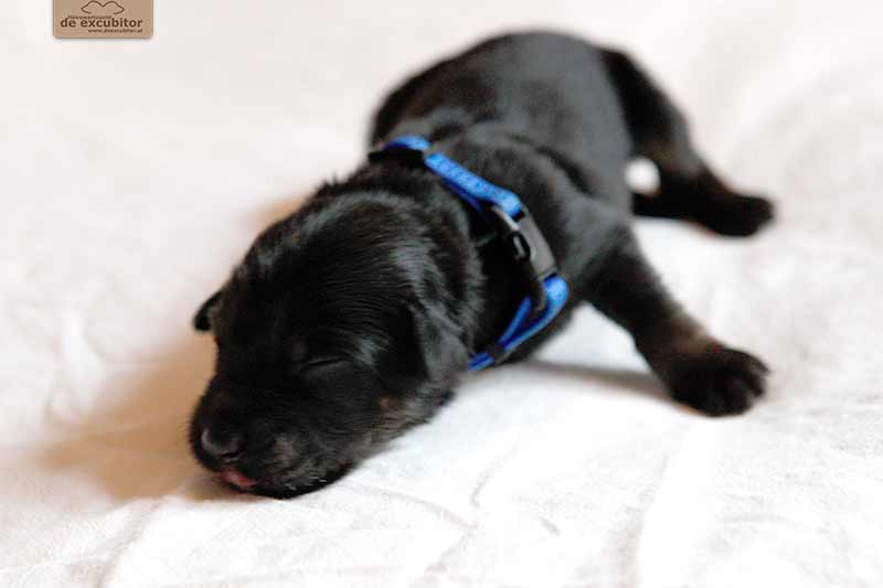 F-Wurf_Fotogalerie_1Woche_800x533_0018