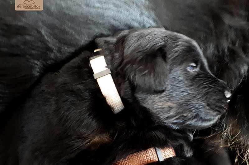 F-Wurf_Fotogalerie_3Woche_800x533_0001