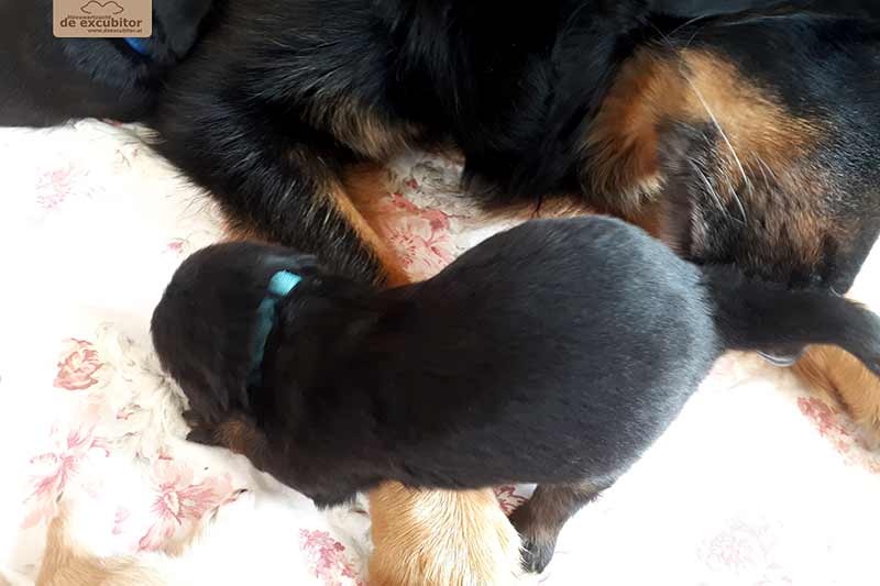 F-Wurf_Fotogalerie_3Woche_800x533_0002