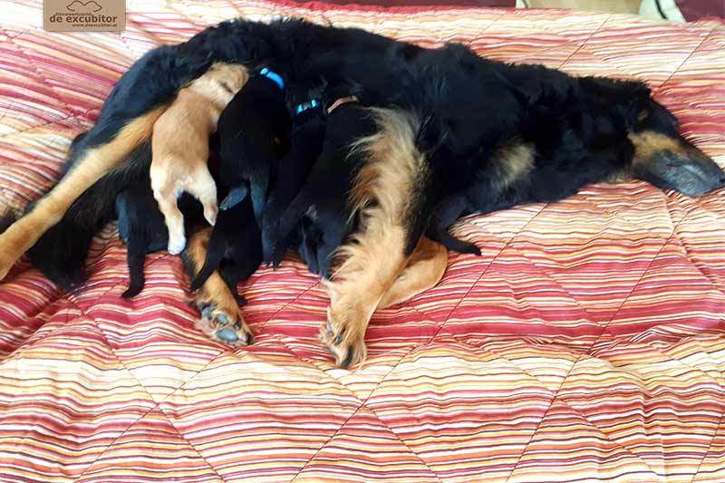 F-Wurf_Fotogalerie_3Woche_800x533_0003