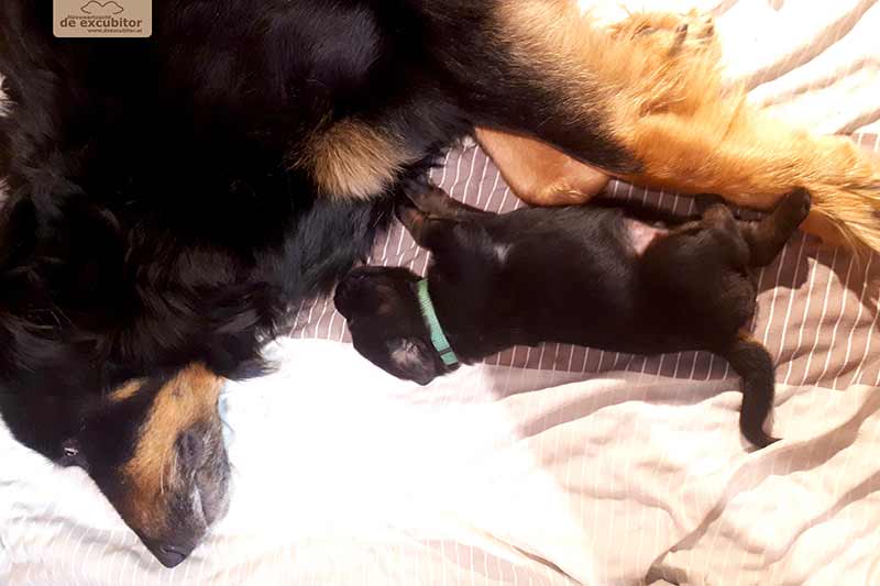 F-Wurf_Fotogalerie_3Woche_800x533_0004