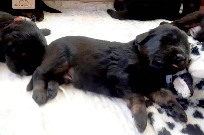 F-Wurf_Fotogalerie_3Woche_800x533_0005