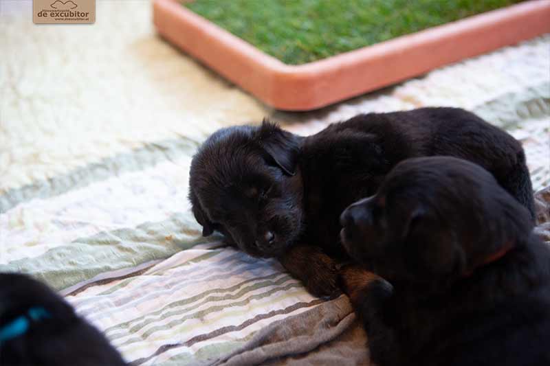 F-Wurf_Fotogalerie_3Woche_800x533_0007