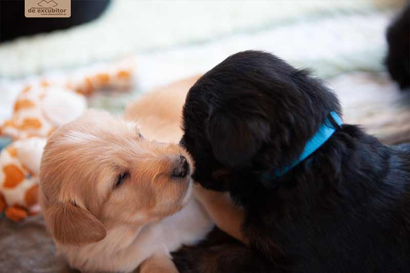 F-Wurf_Fotogalerie_3Woche_800x533_0008