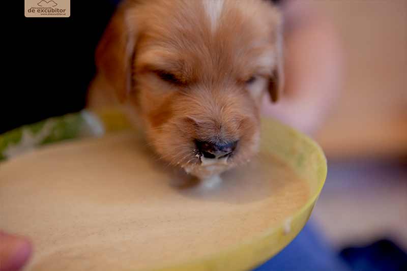 F-Wurf_Fotogalerie_3Woche_800x533_0010