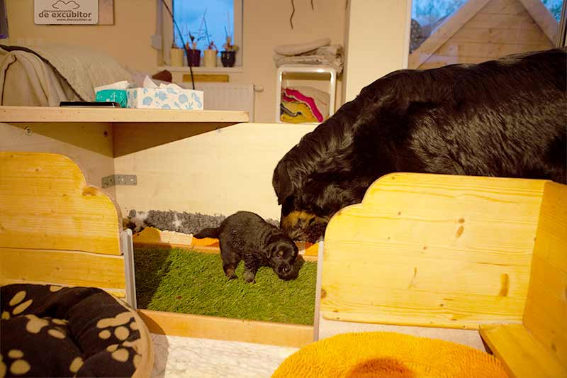 F-Wurf_Fotogalerie_3Woche_800x533_0011