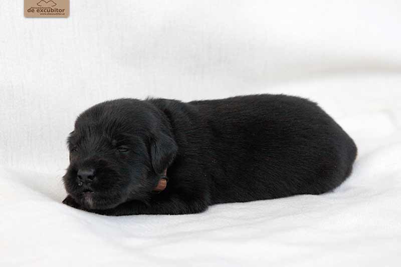 F-Wurf_Fotogalerie_3Woche_800x533_0012