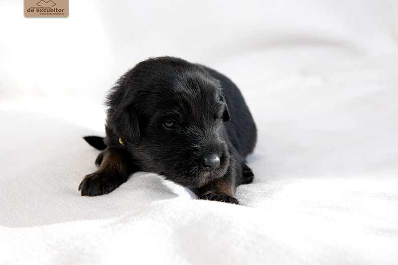 F-Wurf_Fotogalerie_3Woche_800x533_0014